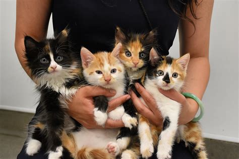 Free cats for adoption - A.R.F. does not recommend declawing, however we occasionally have cats available for adoption that were declawed before being surrendered. These cats are either two-paw or four-paw declaw. While we do not suggest the practice of declawing, we realize that some people prefer declawed cats for various reasons and we will …